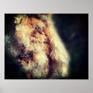 Poster Cattail Fluff Fechar