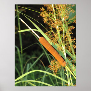 Póster Cattail no por do sol