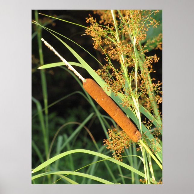 Póster Cattail no Sunset (Frente)