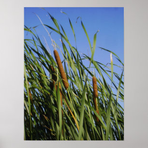 Póster Cattails