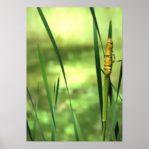Póster Cattails na lagoa