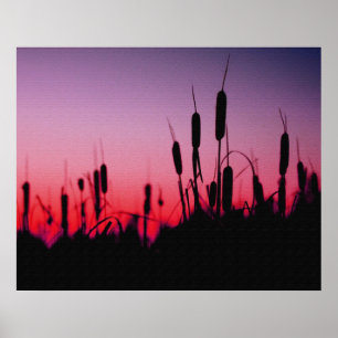 Póster Cattails no por do sol