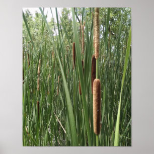 Póster Cattails nos pantanais, iluminados pela luz solar