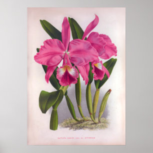 Poster Cattleya Labiata Vintage Orquídeas Rosa Profundas