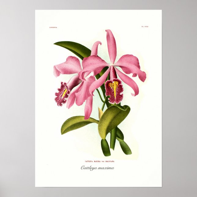 Póster Cattleya maxima (Frente)