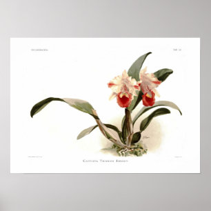 Poster Cattleya trianae ernesti