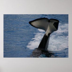 Poster Cauda da baleia