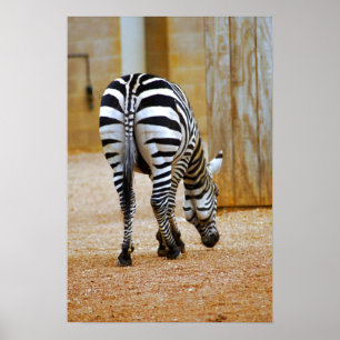 Póster Cauda da zebra
