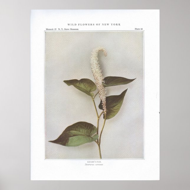 Poster Cauda de Lizard - Saururus cernuus (Frente)