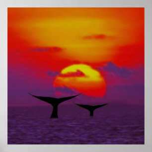 Póster Caudas da baleia no por do sol