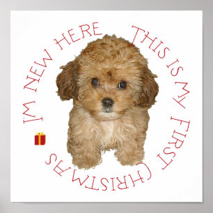 Póster Cavachon Filhote Primeiro Natal
