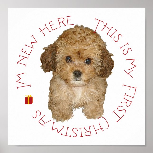 Póster Cavachon Filhote Primeiro Natal (Frente)