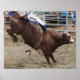 Poster Cavaleiro de Bull no rodeio