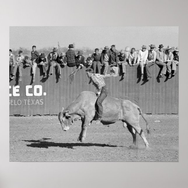 Poster Cavaleiro de Touro de Rodeio, 1940. Foto Antiga (Frente)