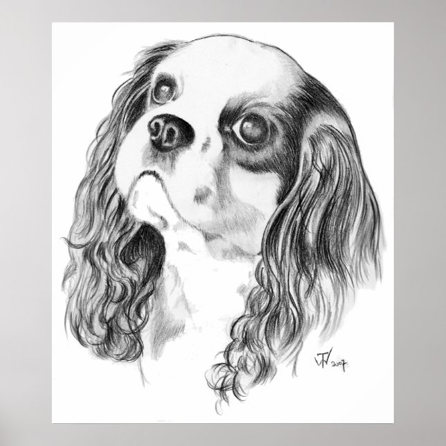 Póster Cavalier King Charles Drawing (Frente)