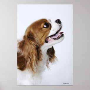 Póster Cavalier King Charles Spaniel
