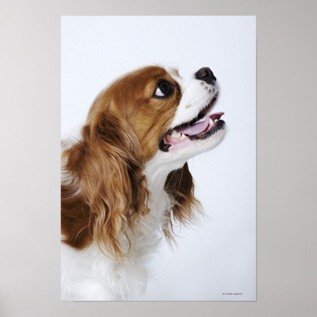 Póster Cavalier King Charles Spaniel (Frente)