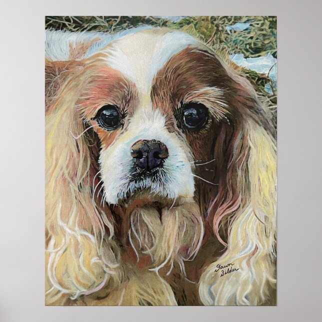 Poster Cavalier King Charles Spaniel (Frente)