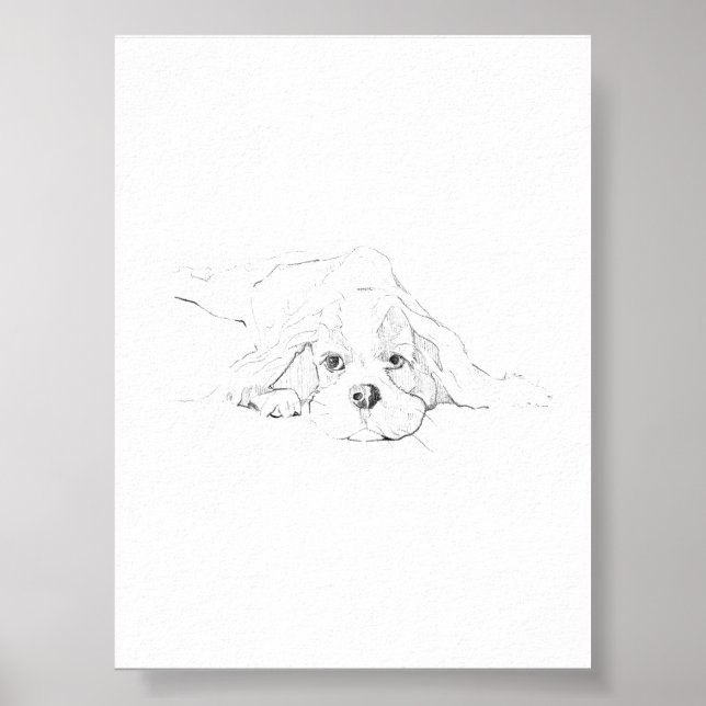 Poster Cavalier King Charles Spaniel Animal de Estimação (Frente)
