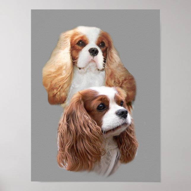 Póster Cavalier King Charles Spaniel Bonito Girls Impress (Frente)