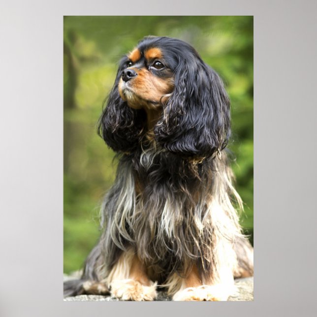 Poster Cavalier King Charles Spaniel Preto e Dourado Real (Frente)
