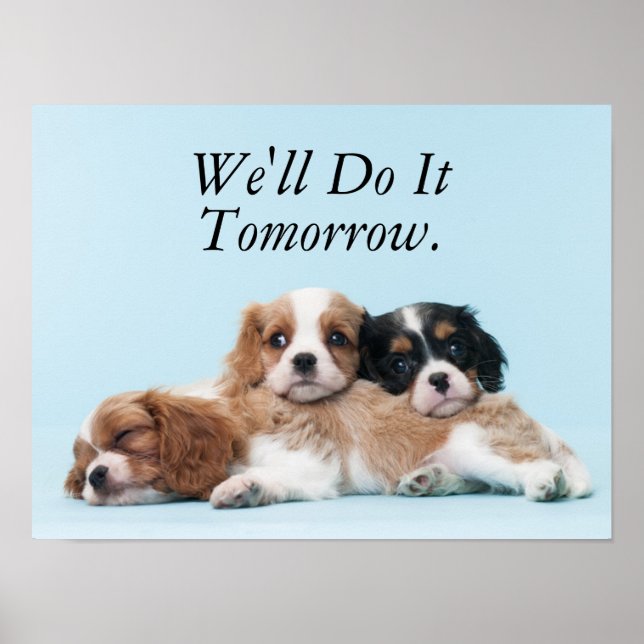 Poster Cavalier King Charles Spaniel Puppies (Frente)