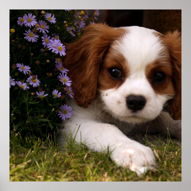 Poster Cavalier King Charles Spaniel Puppy atrás das flor (Frente)
