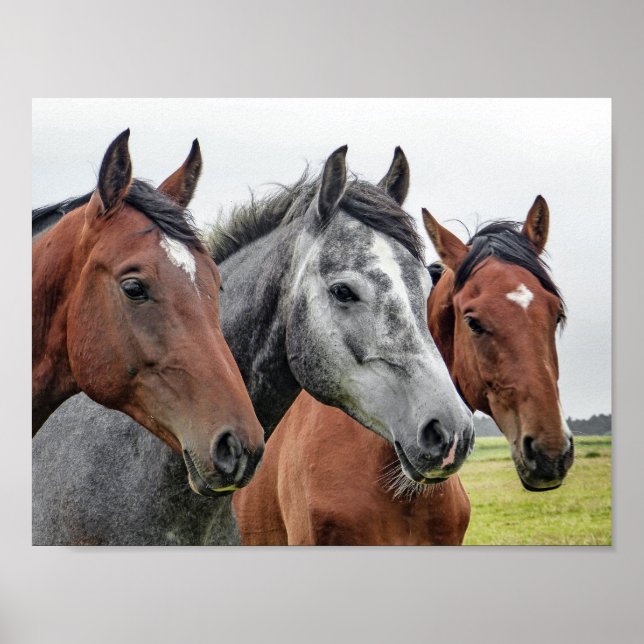 Póster cavalo (Frente)