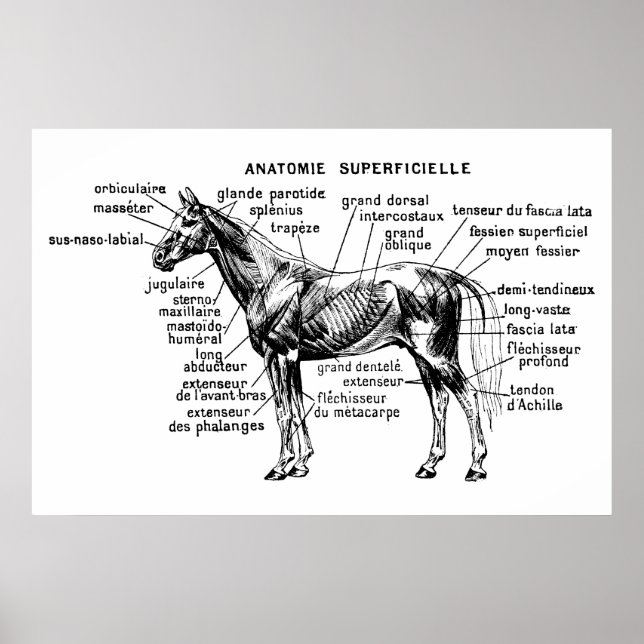 Póster Cavalo (Frente)