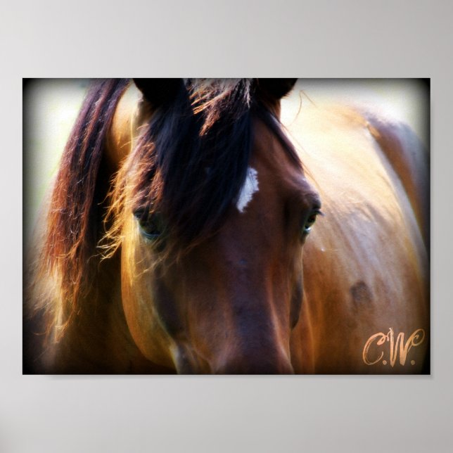 Poster cavalo (Frente)