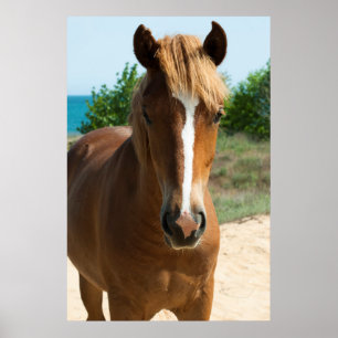 Póster Cavalo