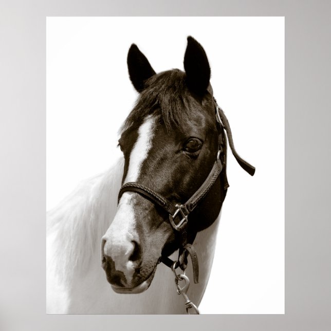Póster Cavalo (Frente)