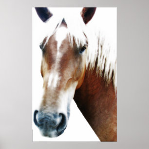 Póster Cavalo