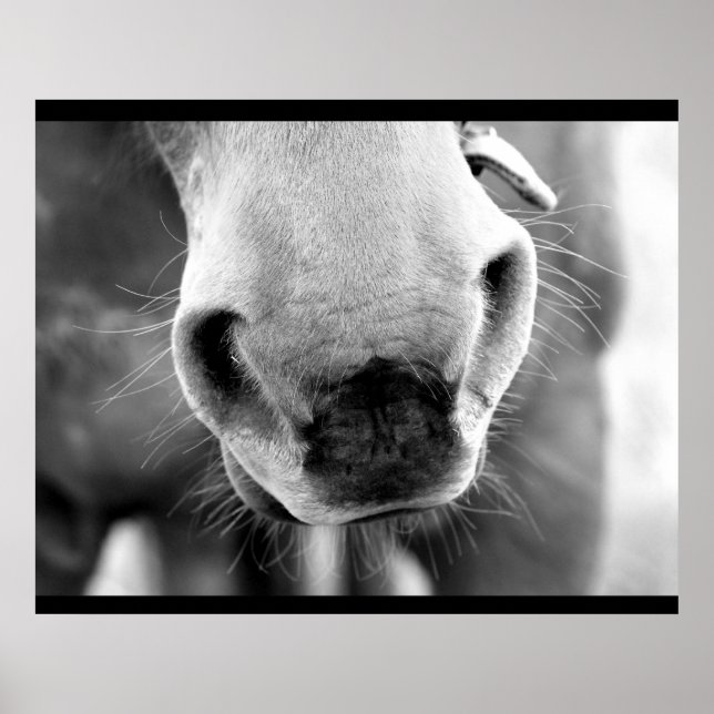 Poster Cavalo (Frente)