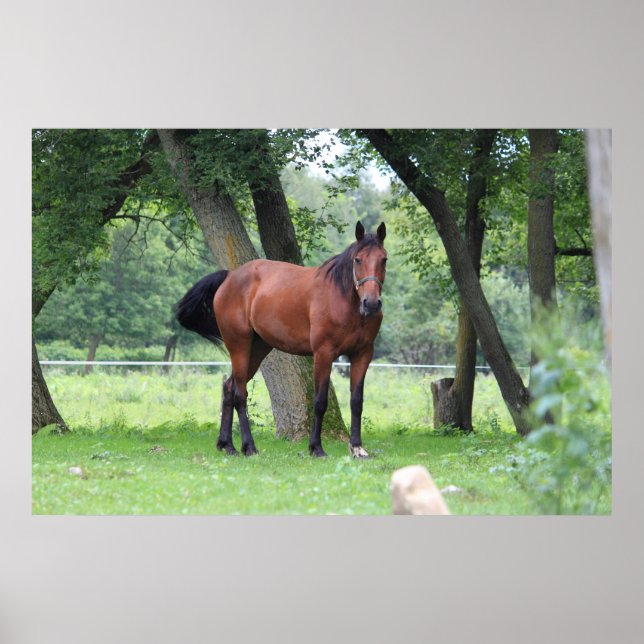 Póster Cavalo - 0037 (Frente)