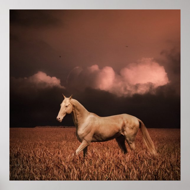 Póster Cavalo Akhal-teke no pôr do sol (Frente)