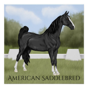Póster Cavalo American Saddle-bred