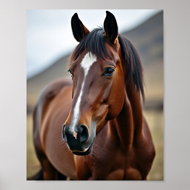 Poster cavalo americano (Frente)