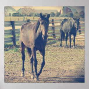 Póster Cavalo Amigo, Cavalo Tímido