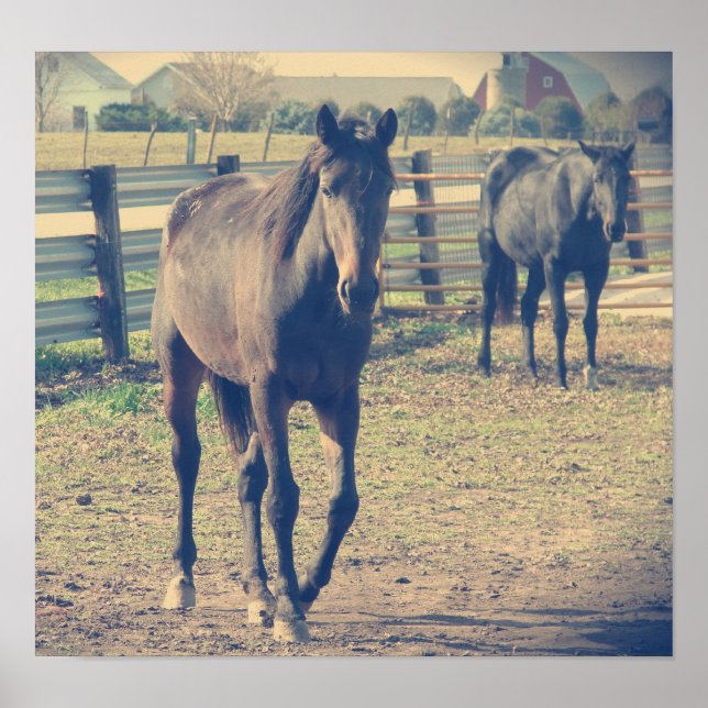 Póster Cavalo Amigo, Cavalo Tímido (Frente)