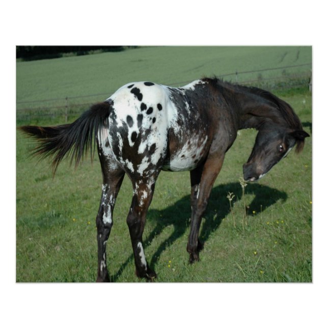 Póster Cavalo Appaloosa (Frente)