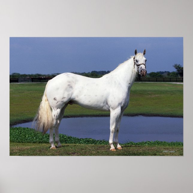 Poster Cavalo Appaloosa (Frente)