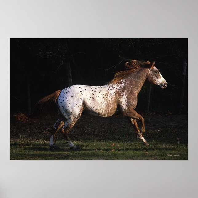 Póster Cavalo Appaloosa Correndo 4 (Frente)