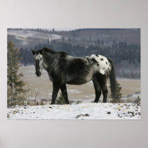 Poster Cavalo Appaloosa na Neve