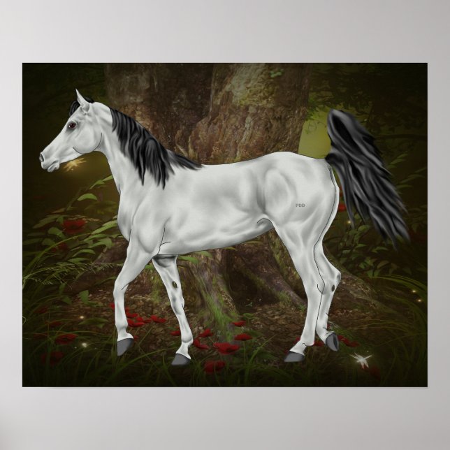 Póster Cavalo Árabe Cinza (Frente)