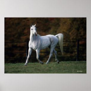 Póster Cavalo Árabe Correndo 1