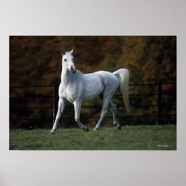 Póster Cavalo Árabe Correndo 1 (Frente)