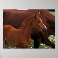 Cavalo Árabe Perto da Mãe