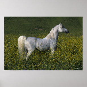 Póster Cavalo árabe que está nas flores