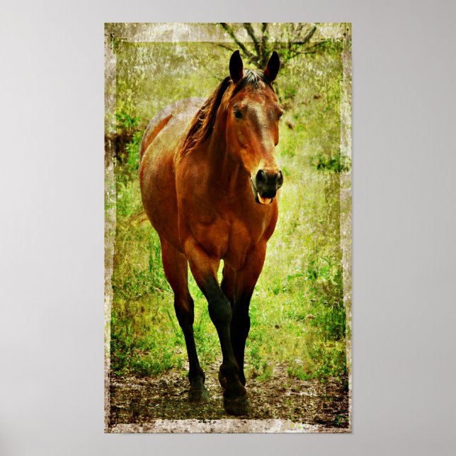 Poster Cavalo bobo (Frente)